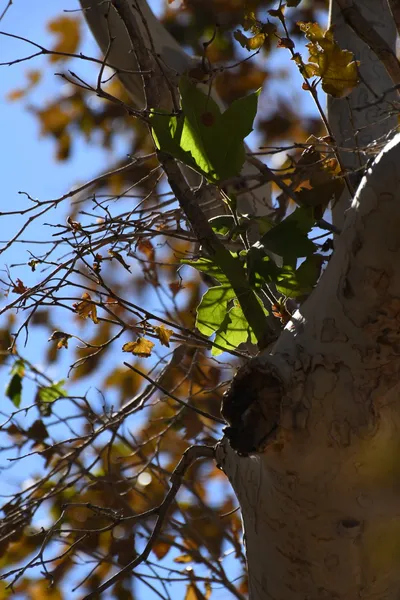 DSC_2298 (Large).JPG